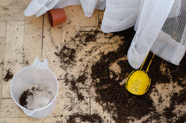 Process of indoor planting with kids. Mess around. educational hobby