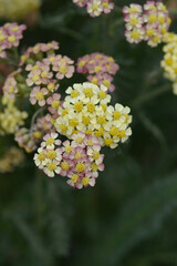 Milly Rock Red Yarrow flowers