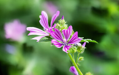 Purple mallow flower in the garden.