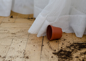 Process of indoor planting with kids. Mess around. educational hobby