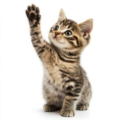 Fototapeta premium cute cat giving high five, isolated on white background