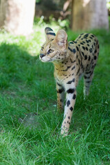 Serval Katze im sonnigen Garten