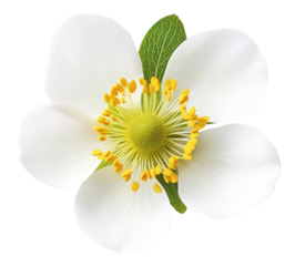 Top view of strawberry flower isolated on transparent background