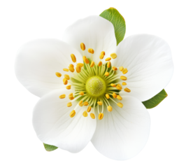 Top view of strawberry flower isolated on transparent background