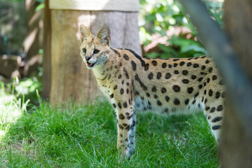 Stehende Serval Katze im Garten