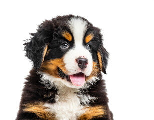 Bernersennen Hund welpe isoliert auf weißen Hintergrund, Freisteller 