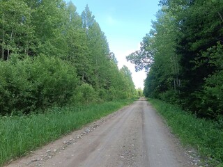 Road in forest in Siauliai county during sunny summer day. Oak and birch tree woodland. Sunny day with white clouds in blue sky. Bushes are growing in woods. Sandy road. Nature. Summer season. Miskas.