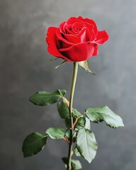 Obraz premium Happy Propose Day Beautiful Red Rose