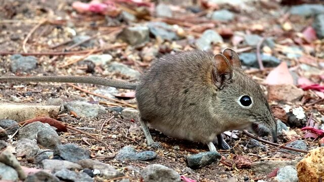 Elephant shrew Elephantulus myurus foraging on ground using its long snout