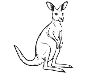  Cartoon kangaroo illustration vector