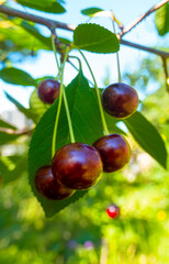 Red and sweet cherries on a branch just before harvest in early summer. High quality photo