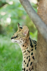 Porträt einer Serval Katze im Garten