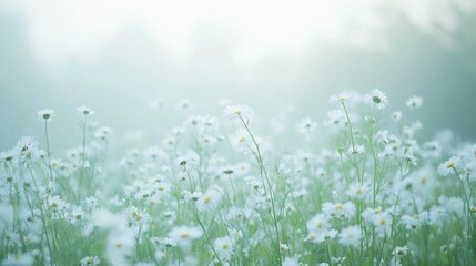 A serene field of white chamomile flowers in bloom, stretching to the horizon with a soft, dreamy haze in the background.