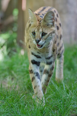 Serval Katze läuft durch den Garten