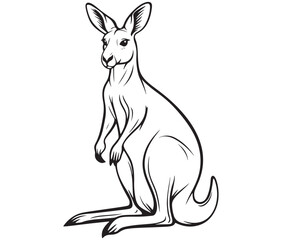  Cartoon kangaroo illustration vector