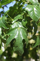  leaves of Brachychiton acerifolius tree