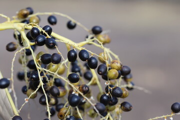 black berries of California fan palm