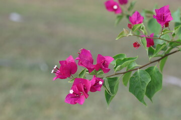 pink bougainvillea flowers in summer