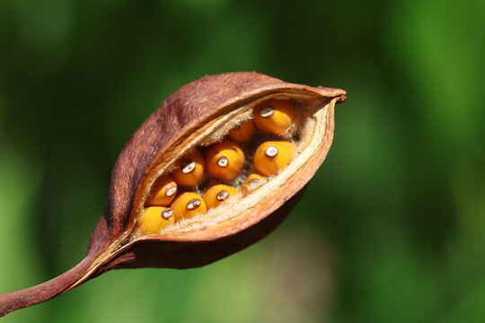 seed cone of kurrajong (Brachychiton populneus) tree