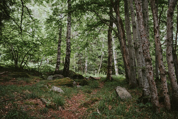 Obraz premium path in the woods