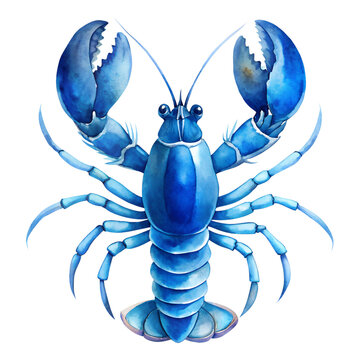 blue watercolor lobster on white background clip art preview
