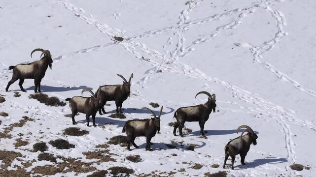 Himalayan ibex, Capra ibex sibirica, wild goat in the nature rock moutain habitat, Spiti valley in Hamalayas, India. Ibex in the nature habitat, snow winter condition in Indoa. Nature wildlife.