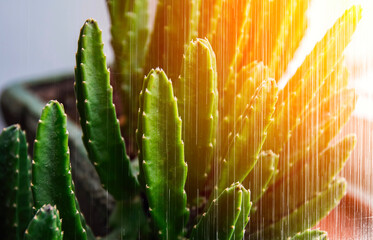 Cactus shower in golden light in the web.