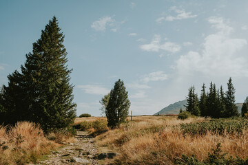 forest in the mountains