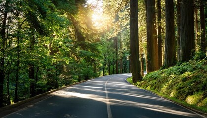 Obraz premium Winding road through forest