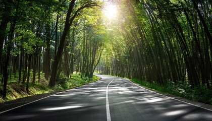 Obraz premium Sunlit road through lush green forest