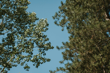 trees in the sky
