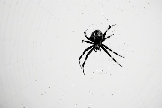 Graceful spider weaves minimalist web in captivating silhouette - Powered by Adobe