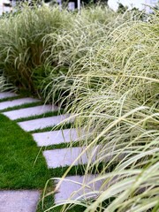 grass in the garden