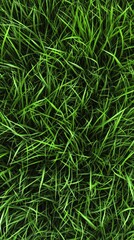 Lush green grass blankets the ground under the gentle sunlight of a warm afternoon