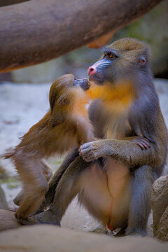 Close up shot of mandrill (Mandrillus sphinx) portrait