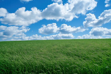 Obraz premium Grassy Feild