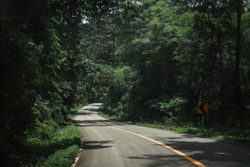 Curving asphalt road winds through lush green forest, sunlight dappling through leaves