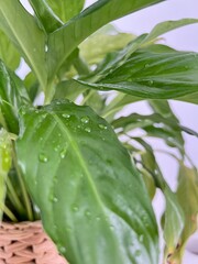 Obraz premium kreatywe zdjęcia zrobione rzez kamerę w jakości 4k .