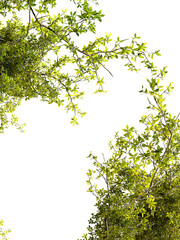 Greenery branches frame on white background