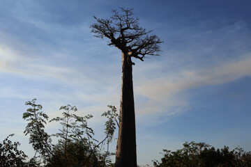 Alberi di baobab in controluce. Madagascar