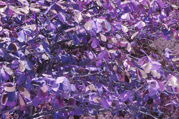  Tropical Almond, Indian almond, False kamani - Purple leaf color abstract background. - image form surin island Phang Nga Thailand 