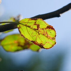 Green Autumn leaf turning brown