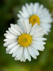 Fototapeta premium daisy flower in garden summer time 