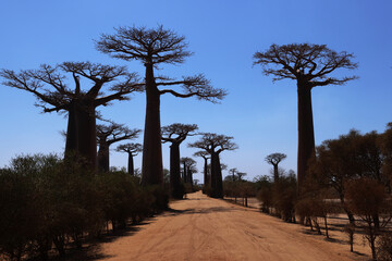Fototapeta premium Alberi di baobab in controluce. Madagascar