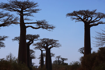 Alberi di baobab in controluce. Madagascar