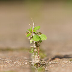 Weeds growing out of block paving
