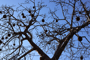 Alberi di baobab in controluce. Madagascar