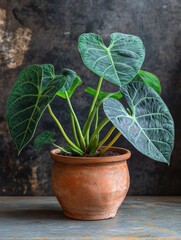 Fototapeta premium Elegant Leafy Plant in a Brown Pot