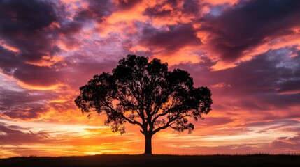 Fototapeta premium A silhouette of a tree standing alone against a backdrop of dramatic sunset clouds.