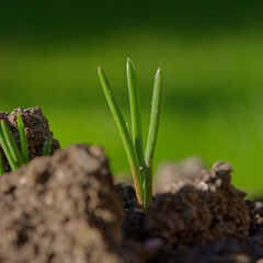 New green shoots growing out of soil